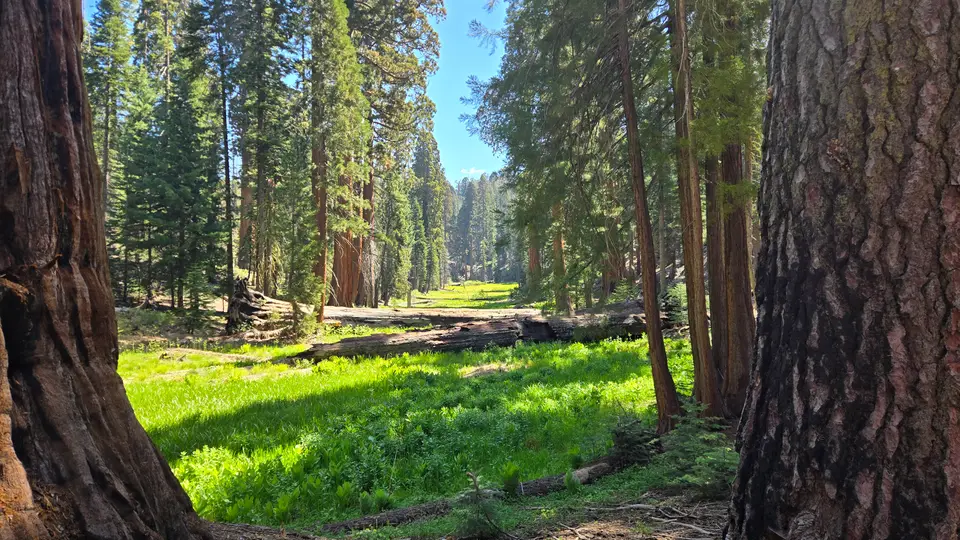 Circle Meadow at Sequoia National Park