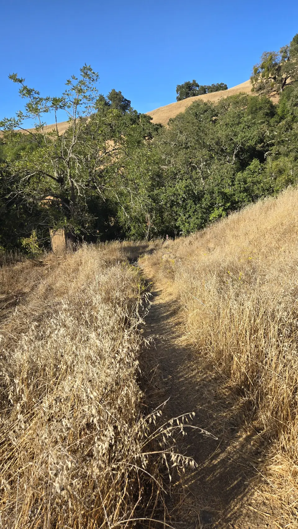 Bowl Trail