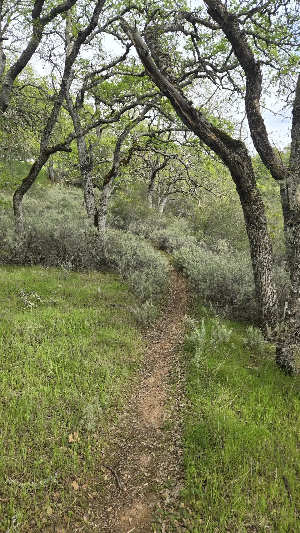 Cattle Duster Trail