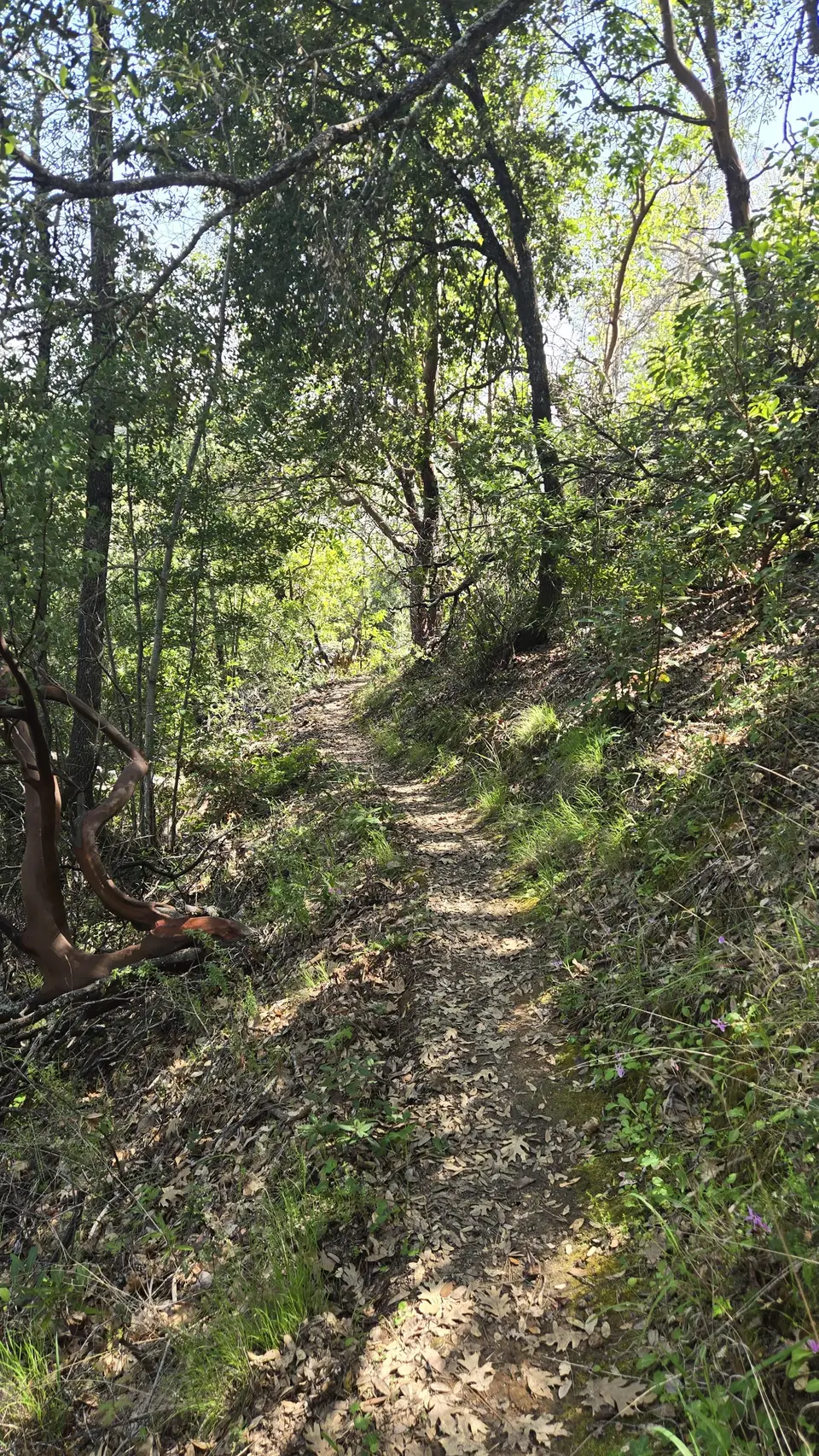 Creekside Trail