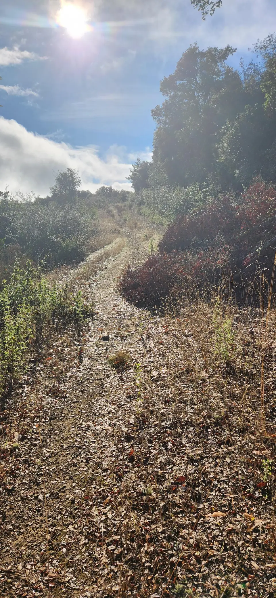 Aquinas Trail