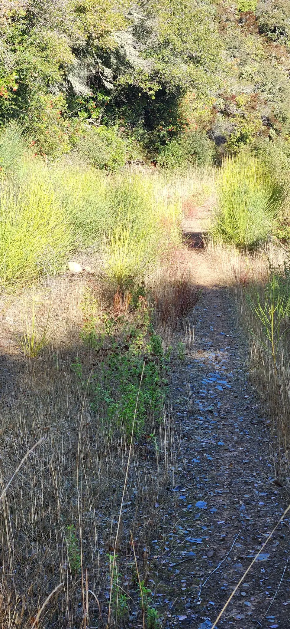 Aquinas Trail