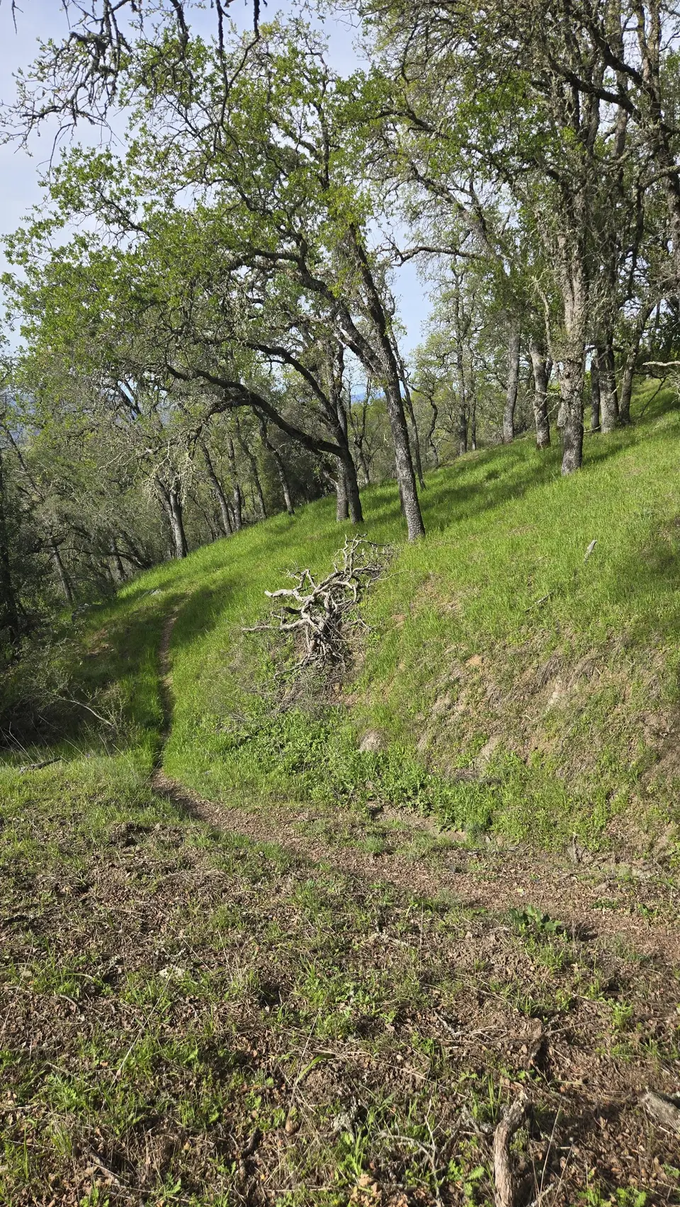 Elderberry Spring Trail