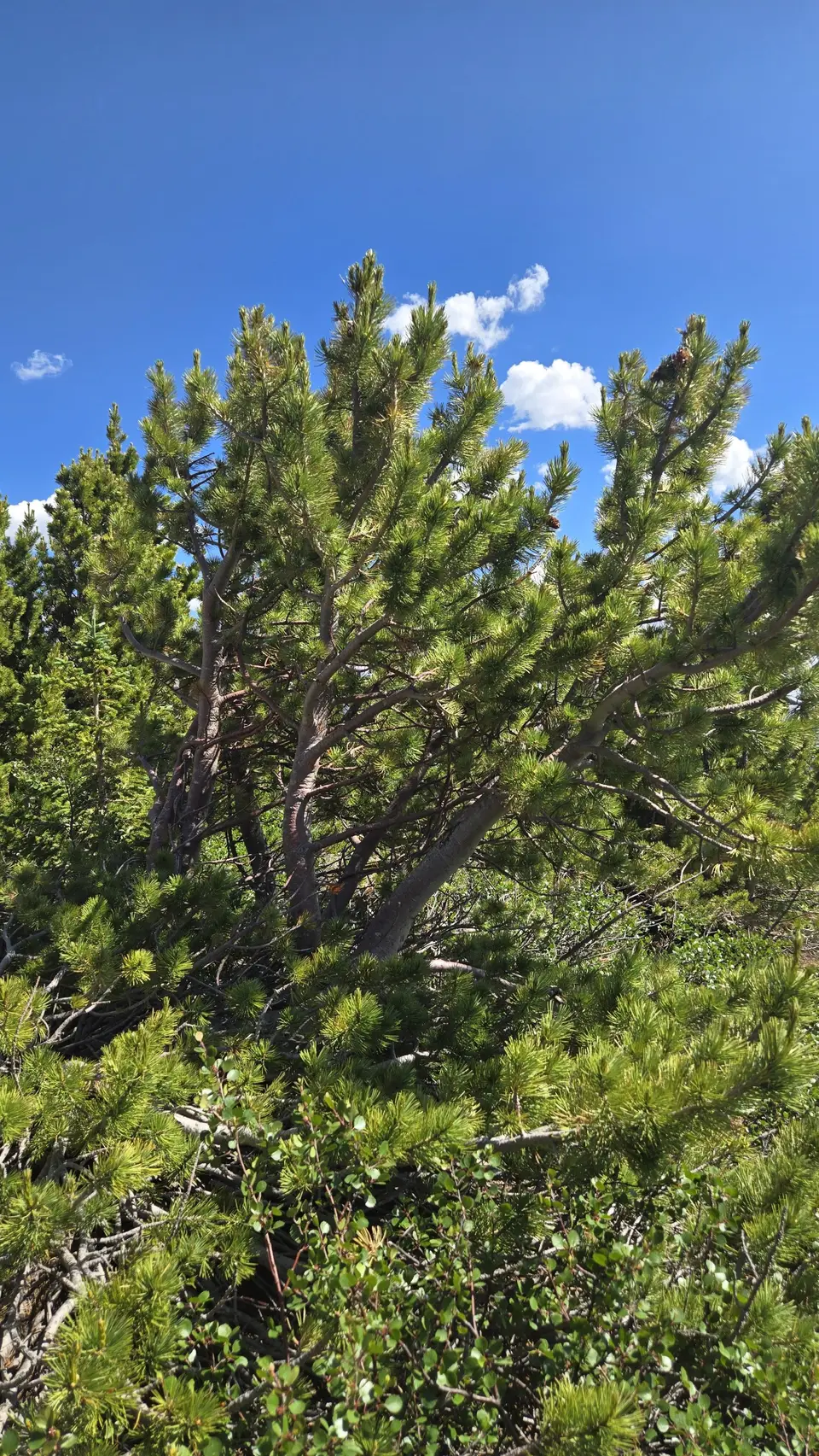 Flattop Mountain Hike