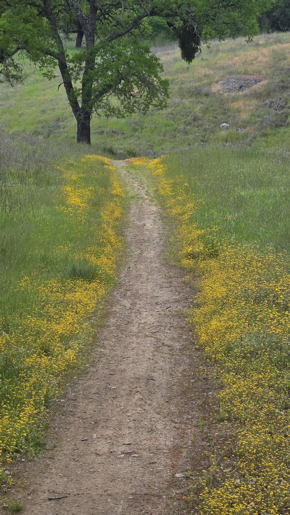 Grizzly Gulch Trail