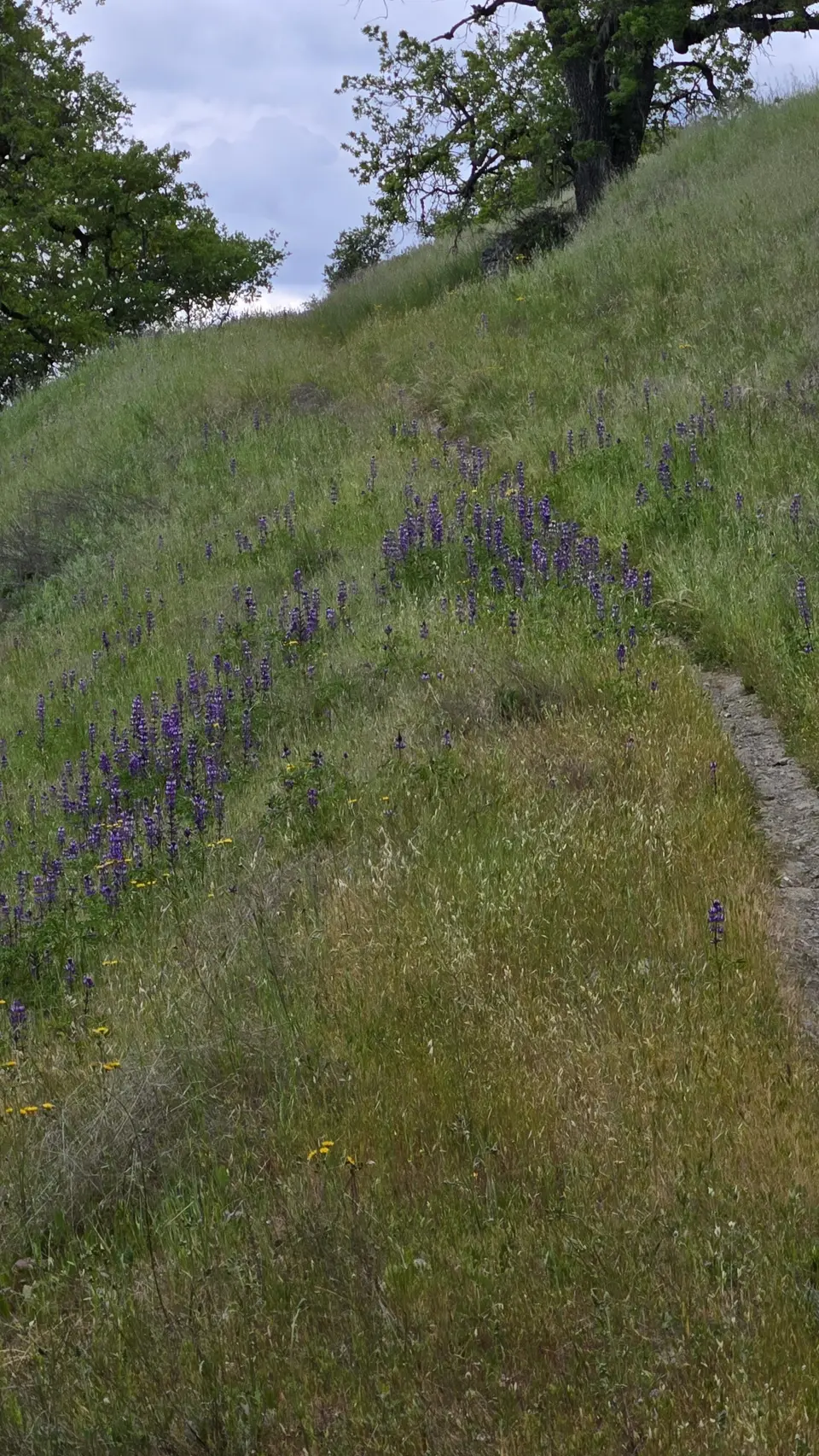 Grizzly Gulch Trail