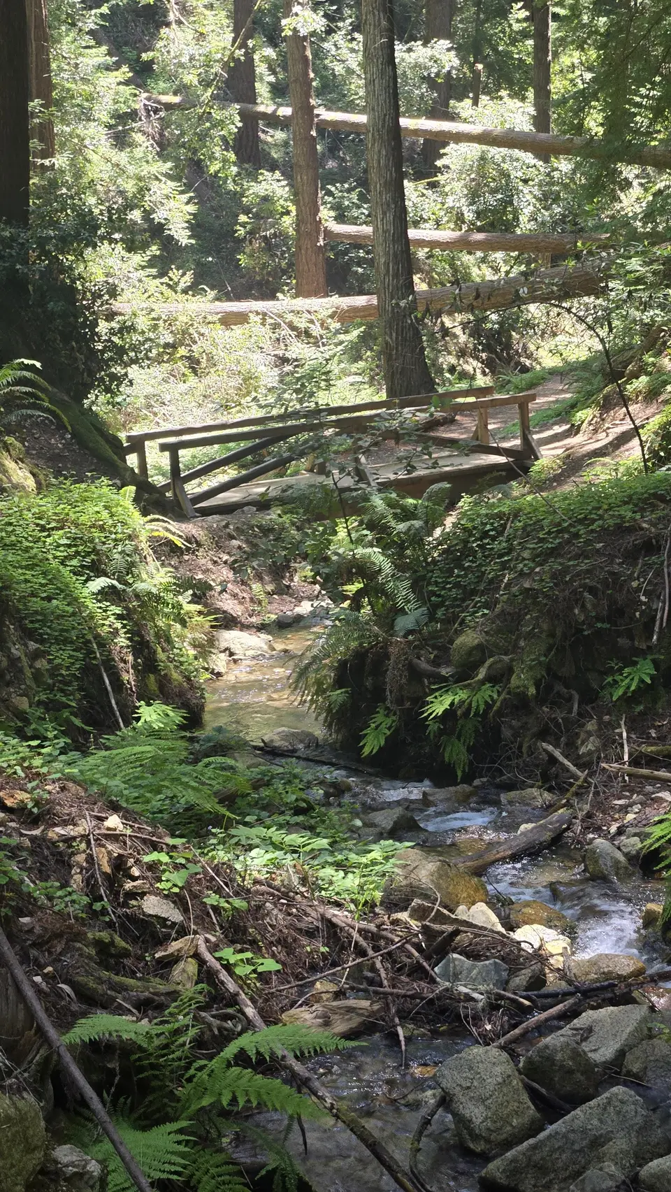 Henry Cowell State Park - Fall Creek Unit