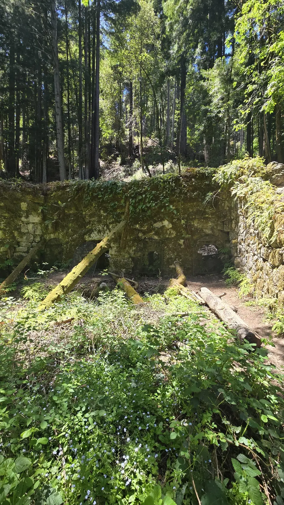 Henry Cowell State Park - Fall Creek Unit