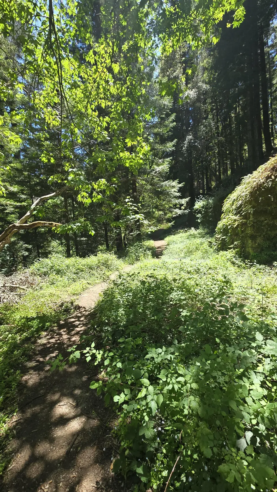 Henry Cowell State Park - Fall Creek Unit
