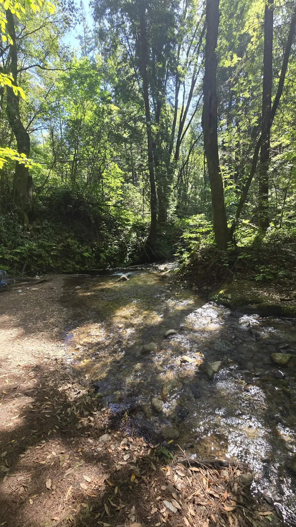 Henry Cowell State Park - Fall Creek Unit