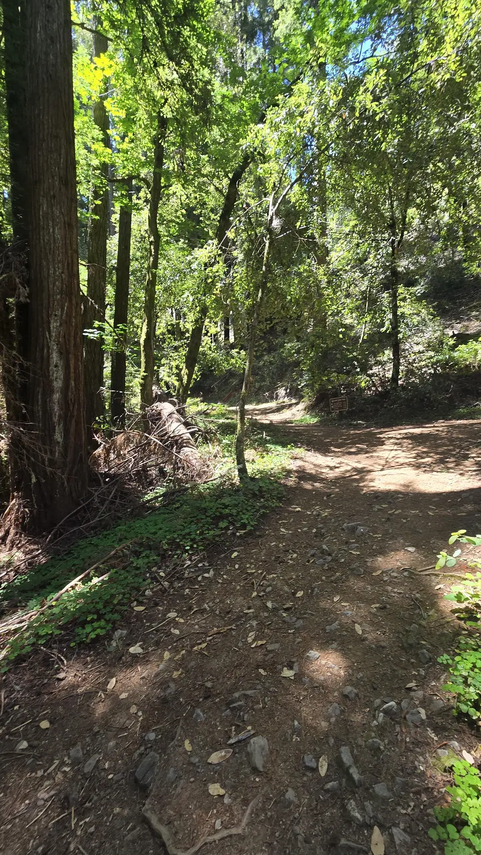 Henry Cowell State Park - Fall Creek Unit
