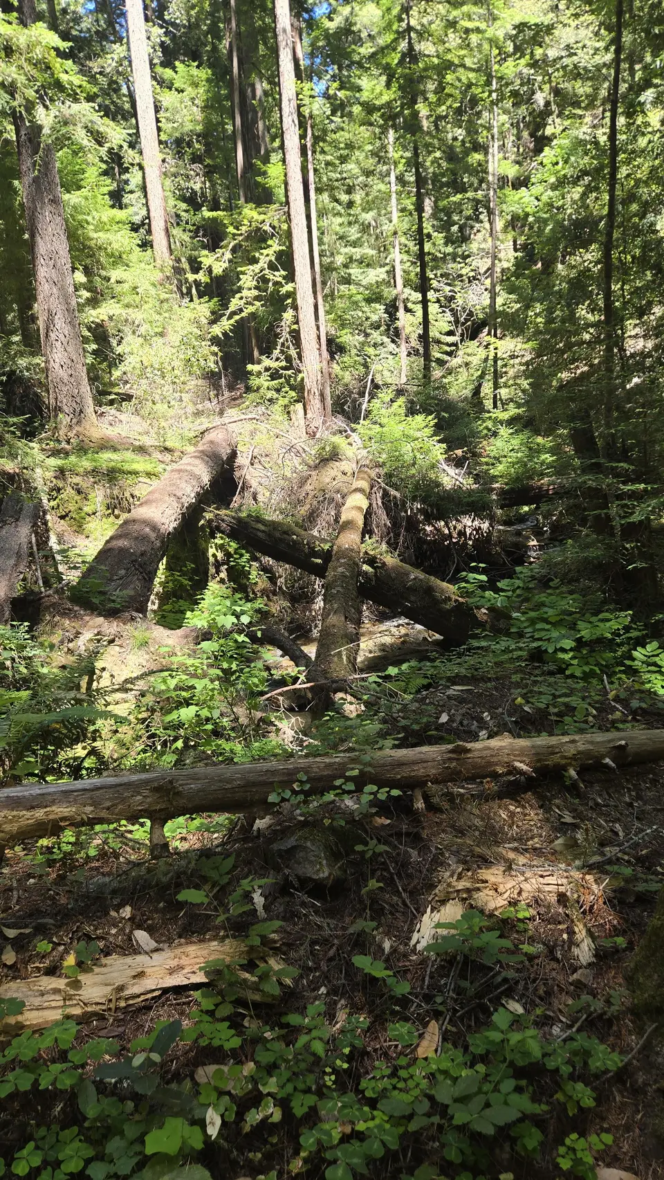 Henry Cowell State Park - Fall Creek Unit