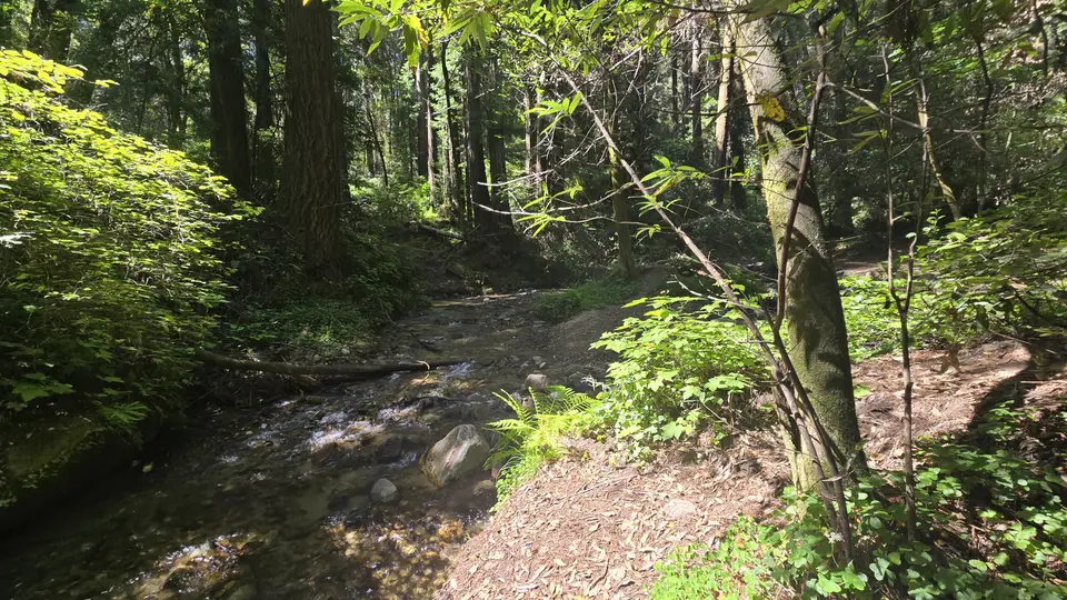 Henry Cowell State Park - Fall Creek Unit