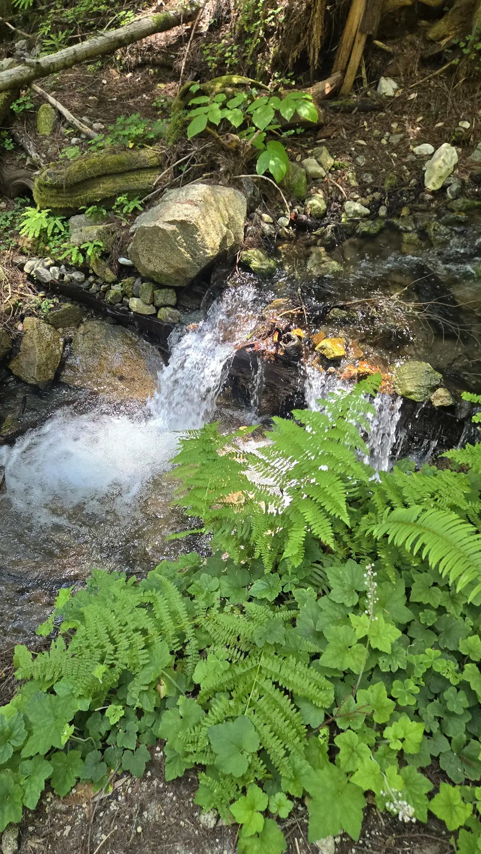 Henry Cowell State Park - Fall Creek Unit