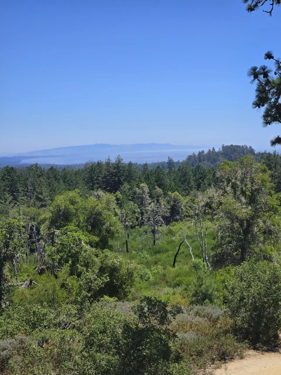 Henry Cowell State Park