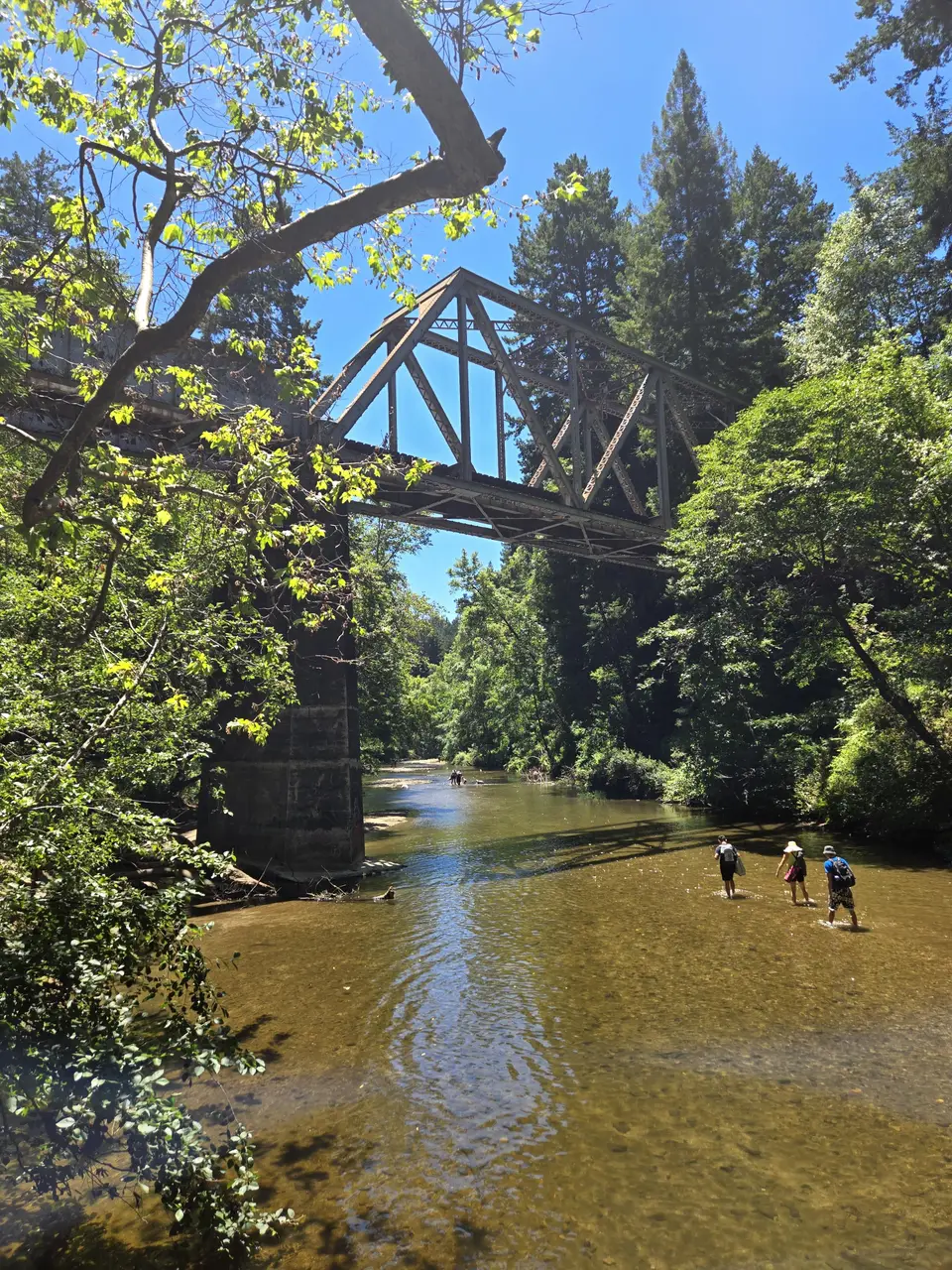 Henry Cowell State Park