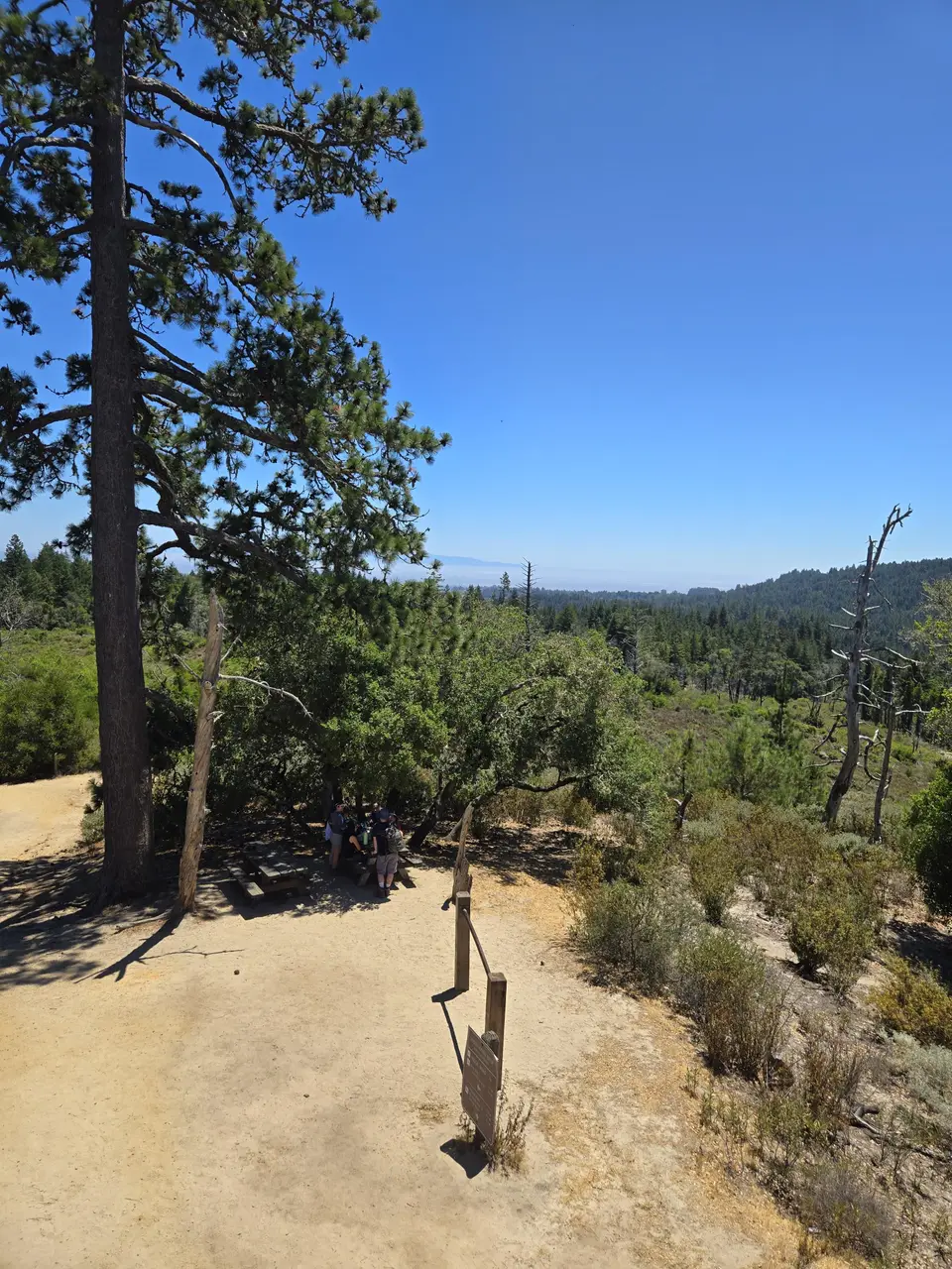 Henry Cowell State Park