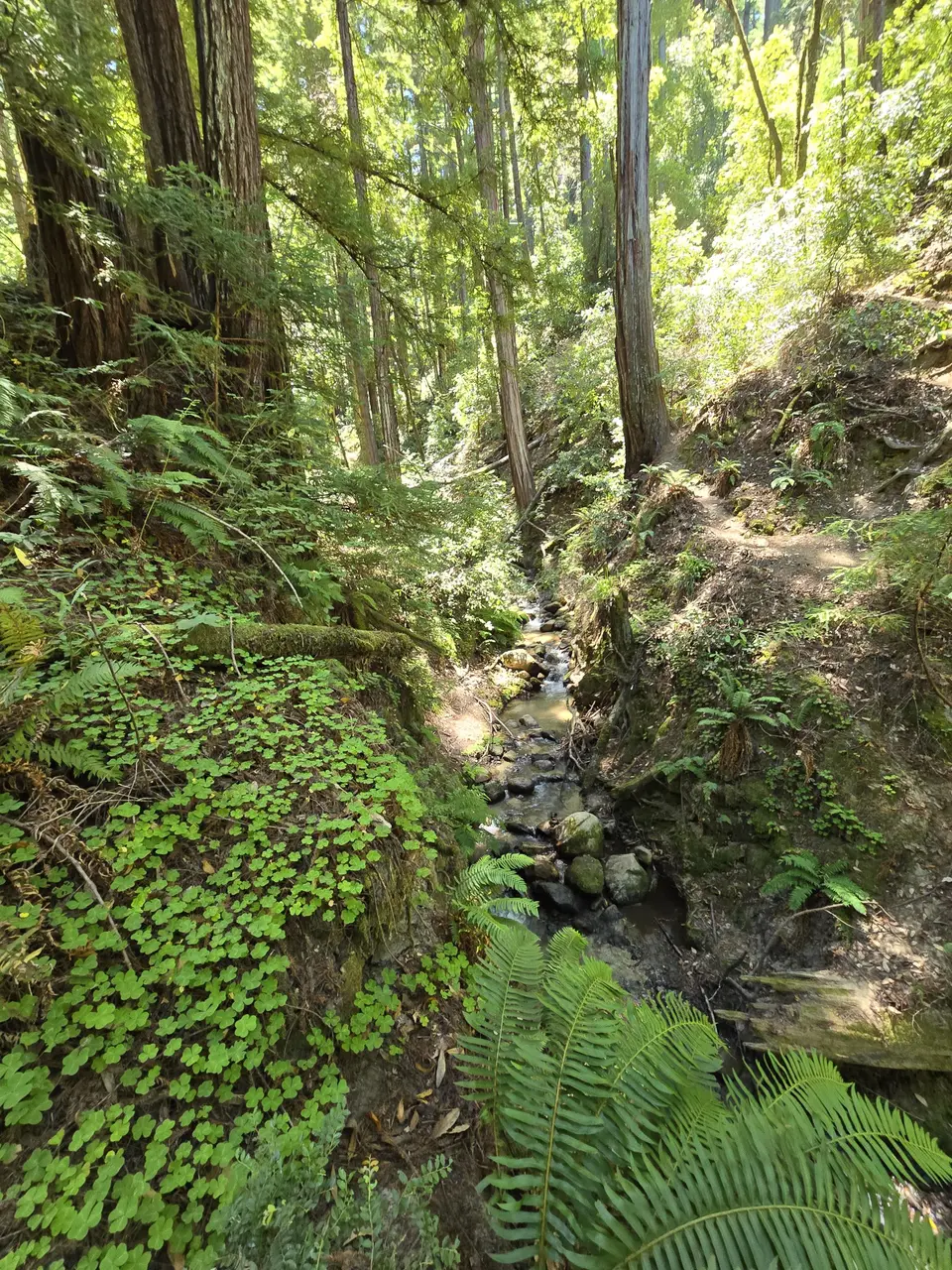 Henry Cowell State Park