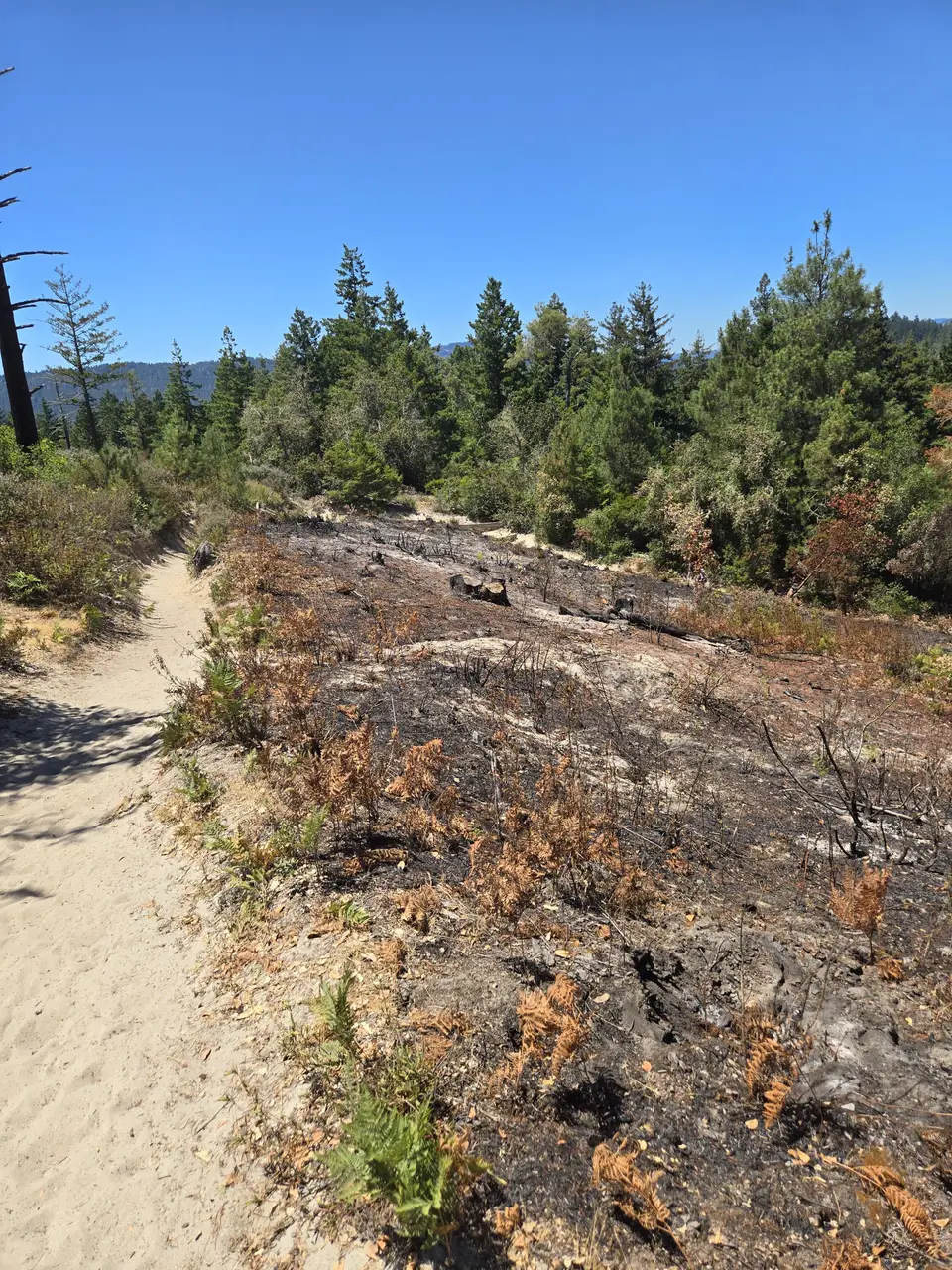 Henry Cowell State Park