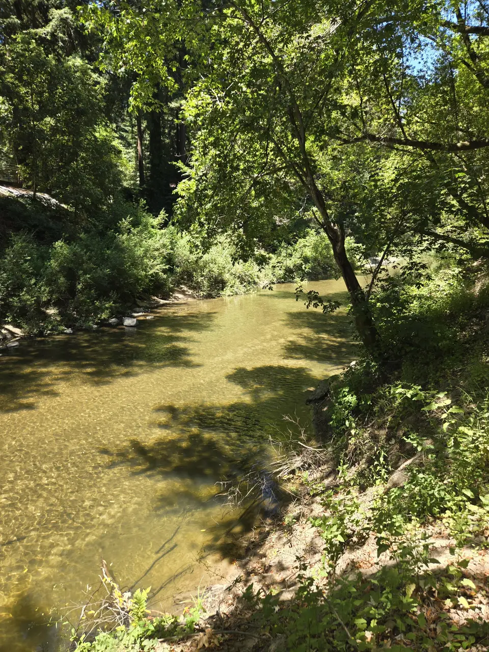 Henry Cowell State Park
