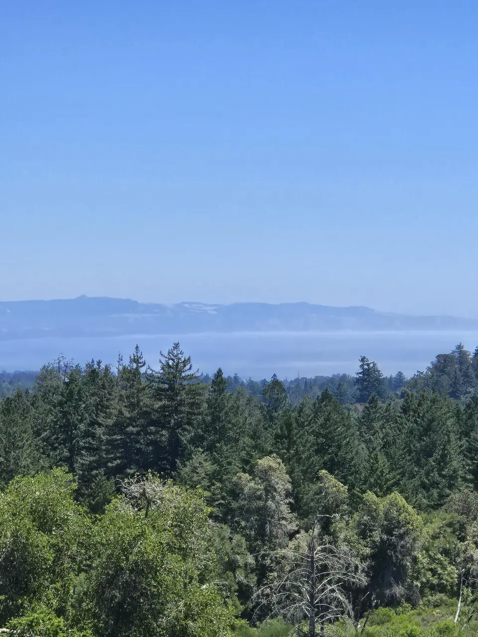 Henry Cowell State Park