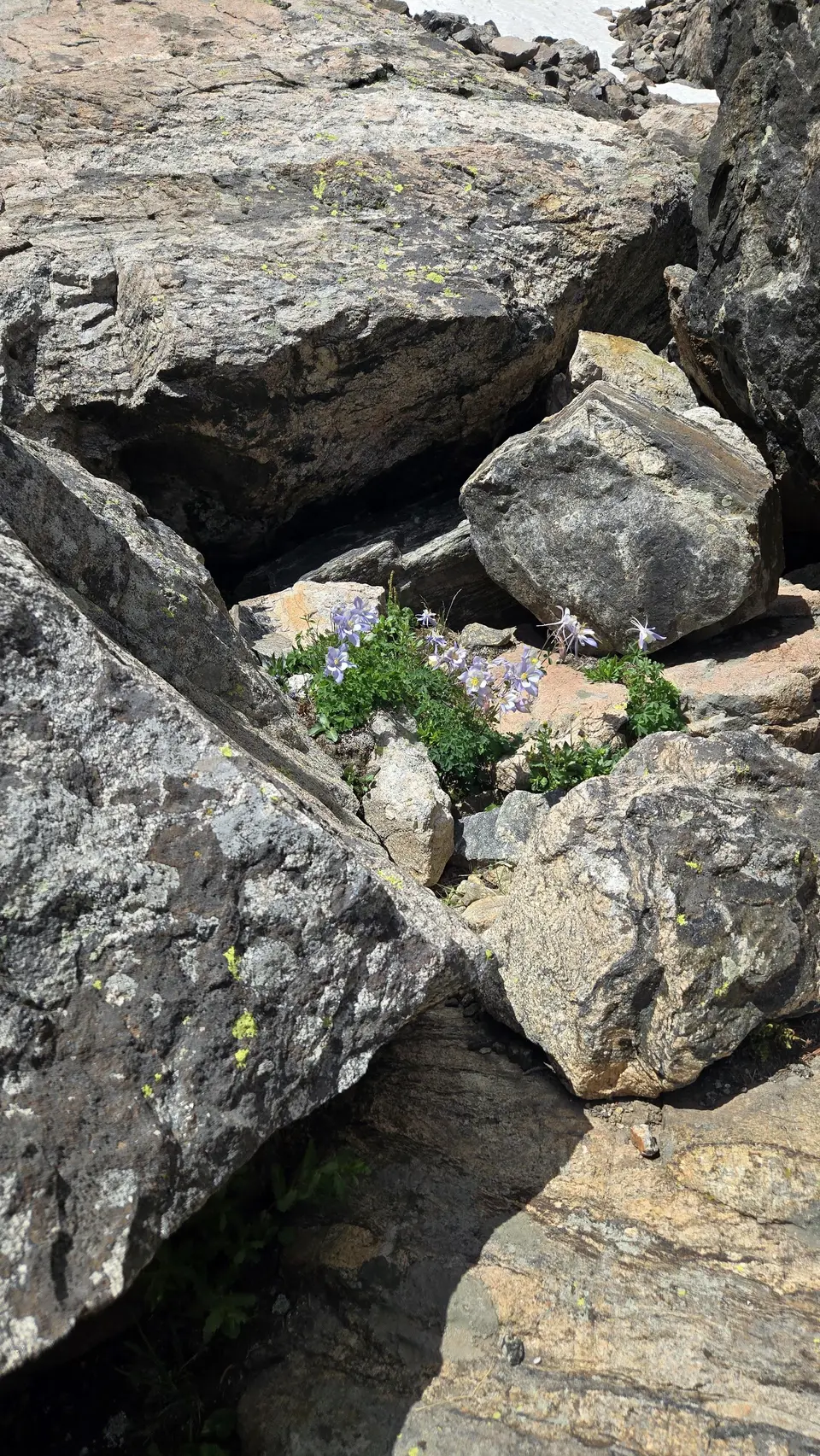 Andrews Glacier Trail