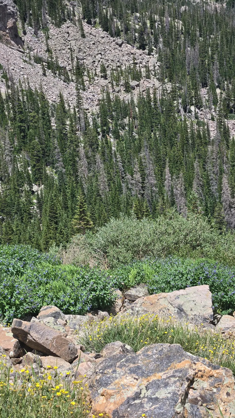 Sky Pond Trail