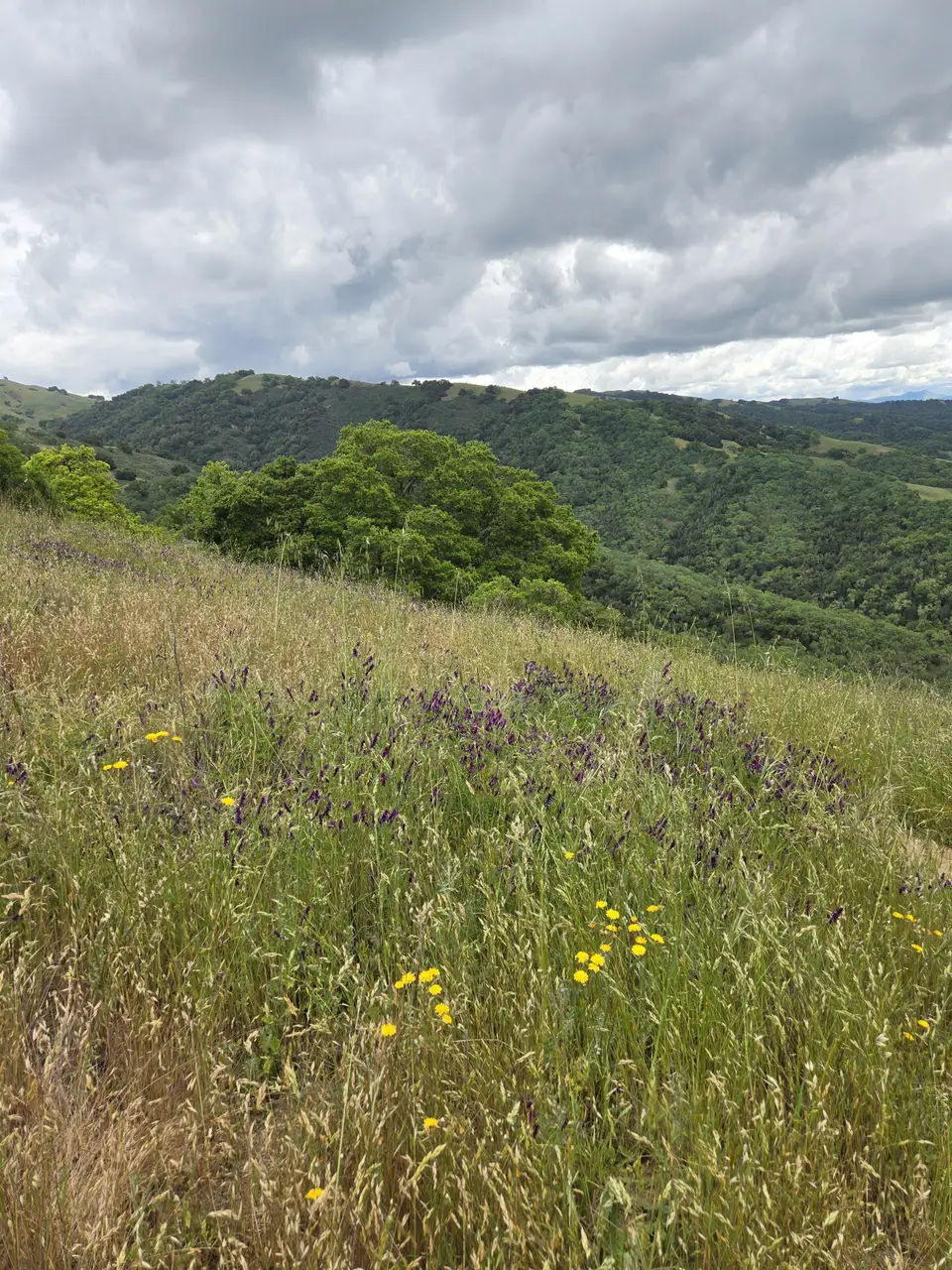 Jim Connelly Trail