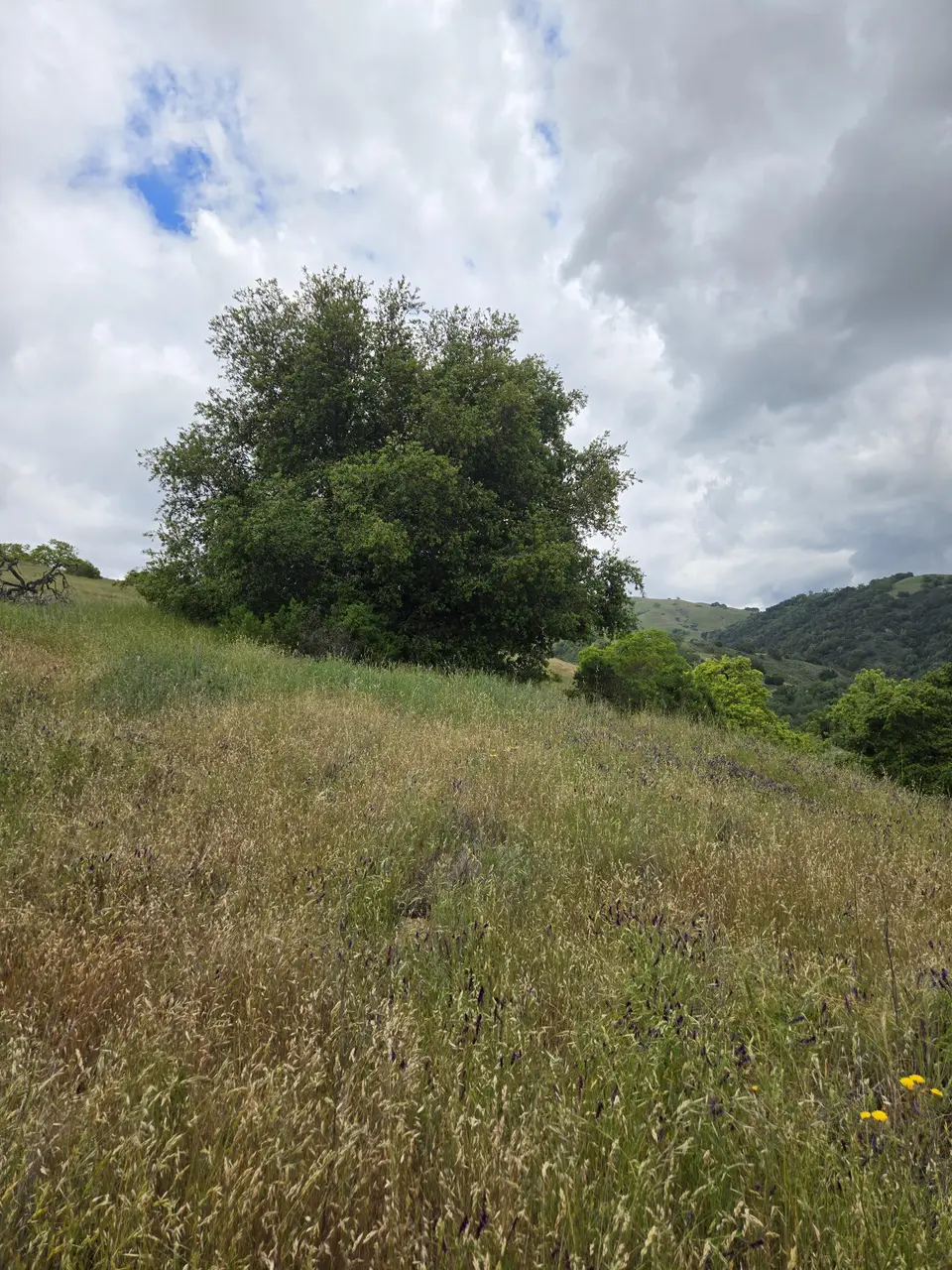 Jim Connelly Trail