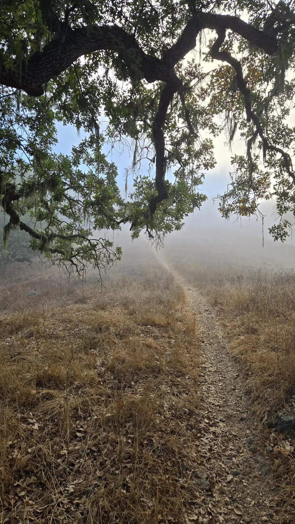 Lyman Wilson Ridge Trail