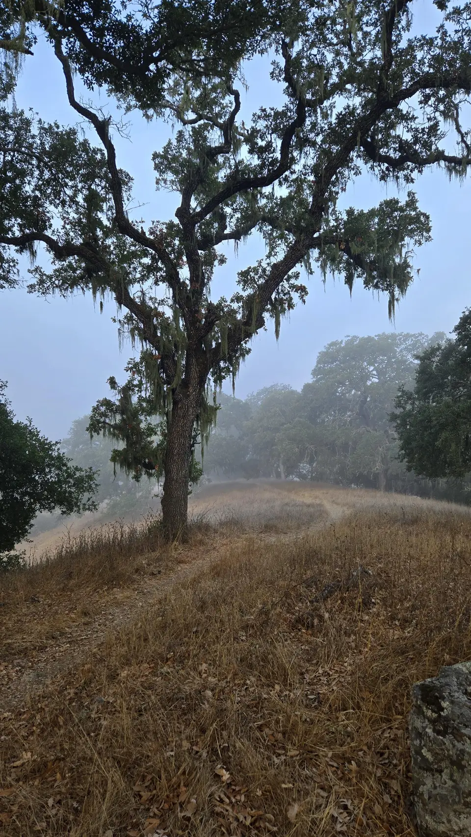 Lyman Wilson Ridge Trail