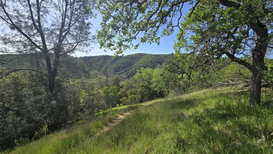 Madrone Soda Springs Trail