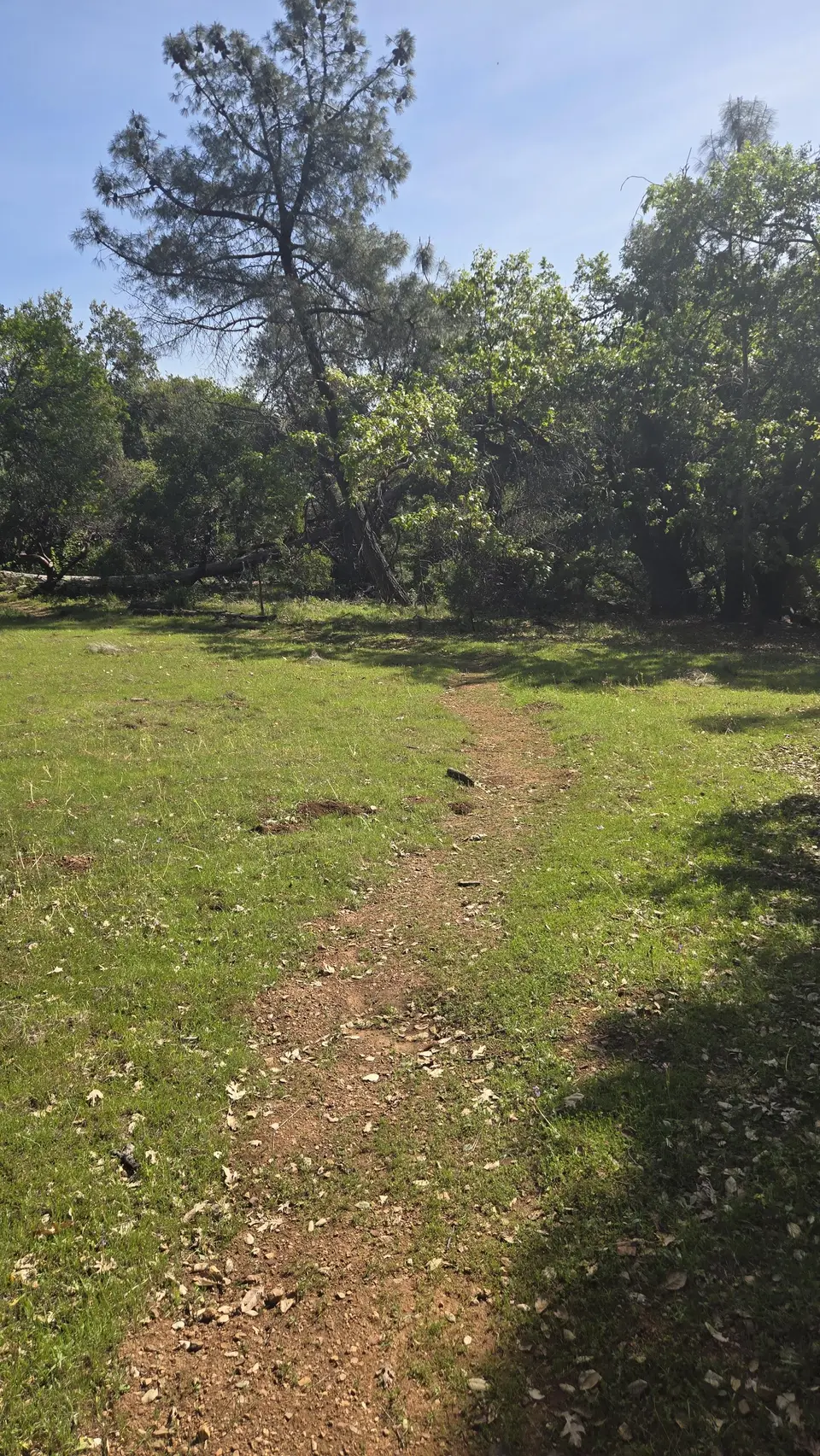 Madrone Soda Springs Trail