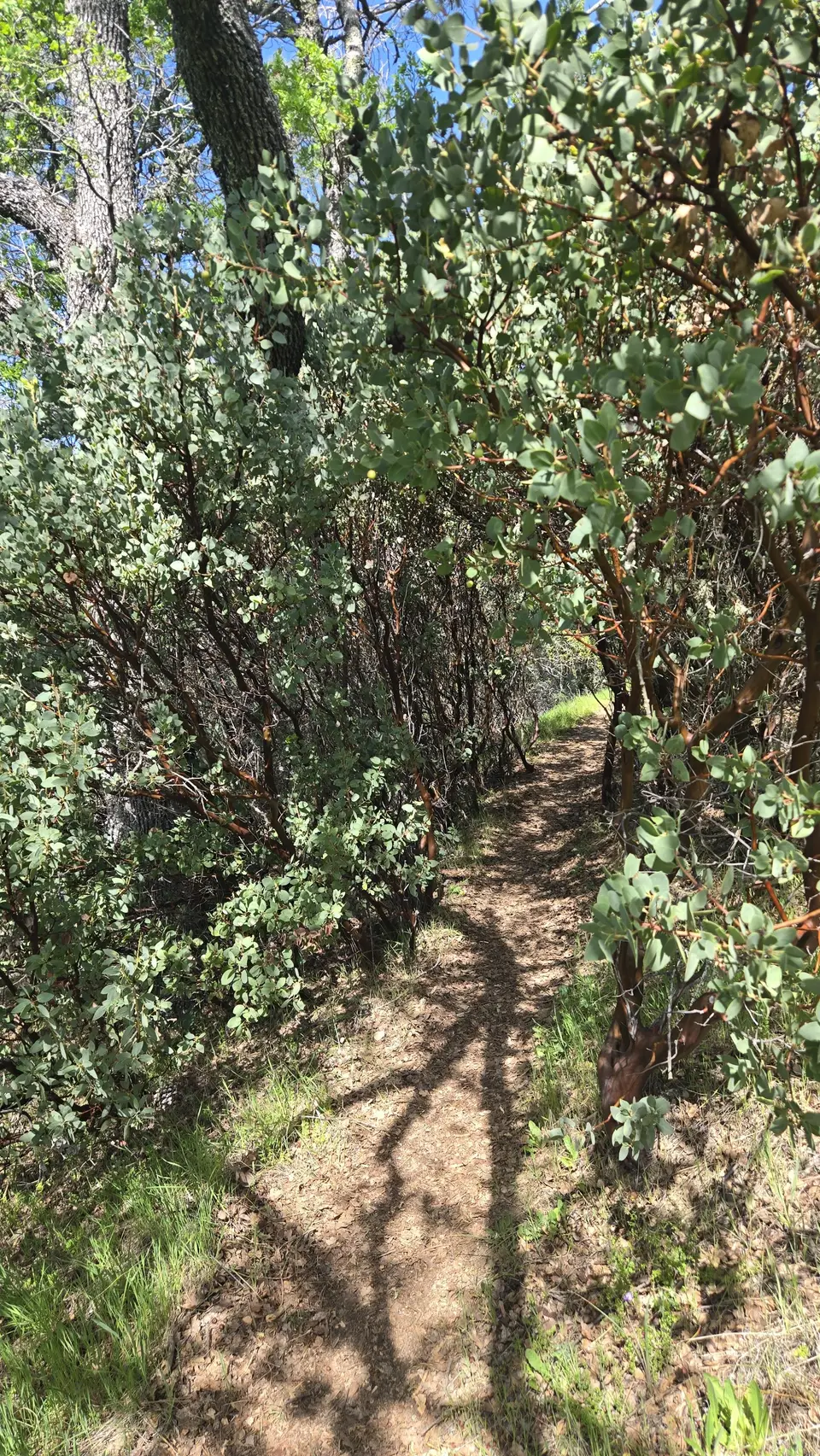 Madrone Soda Springs Trail
