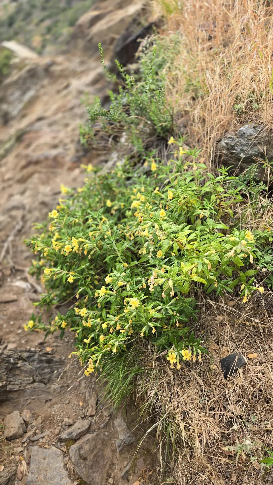 Marble Falls Trail
