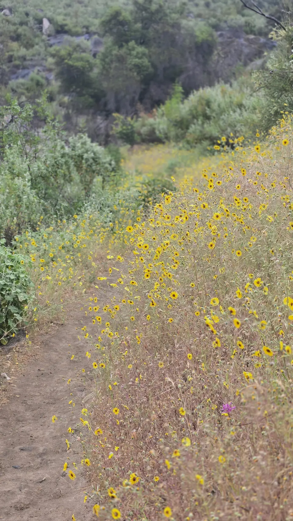 Marble Falls Trail