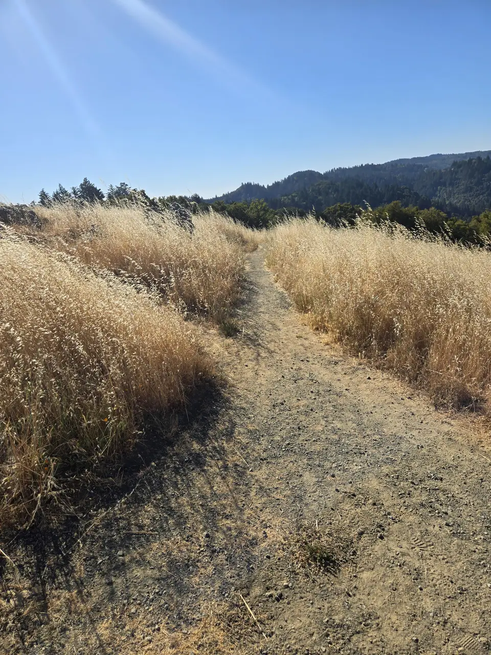 Monte Bello Open Space Preserve