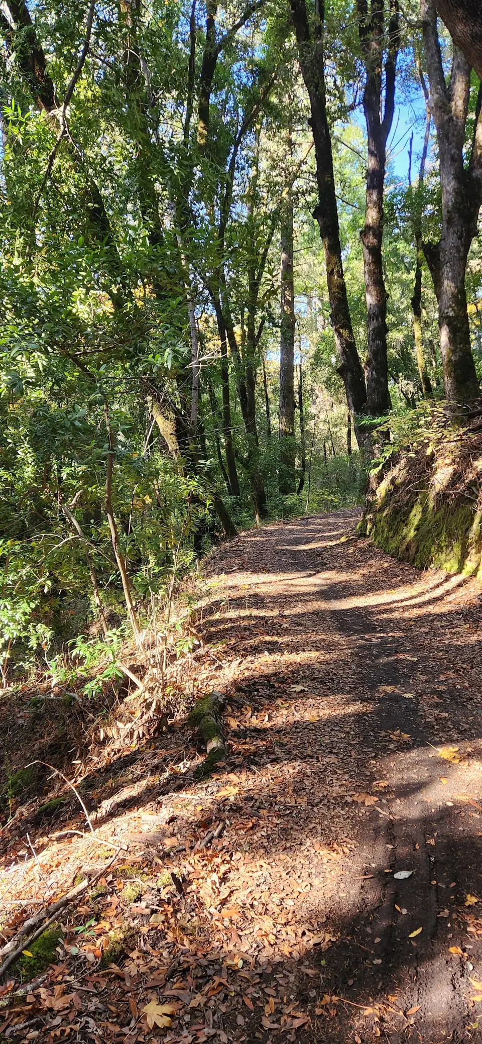 Stevens Canyon Trail