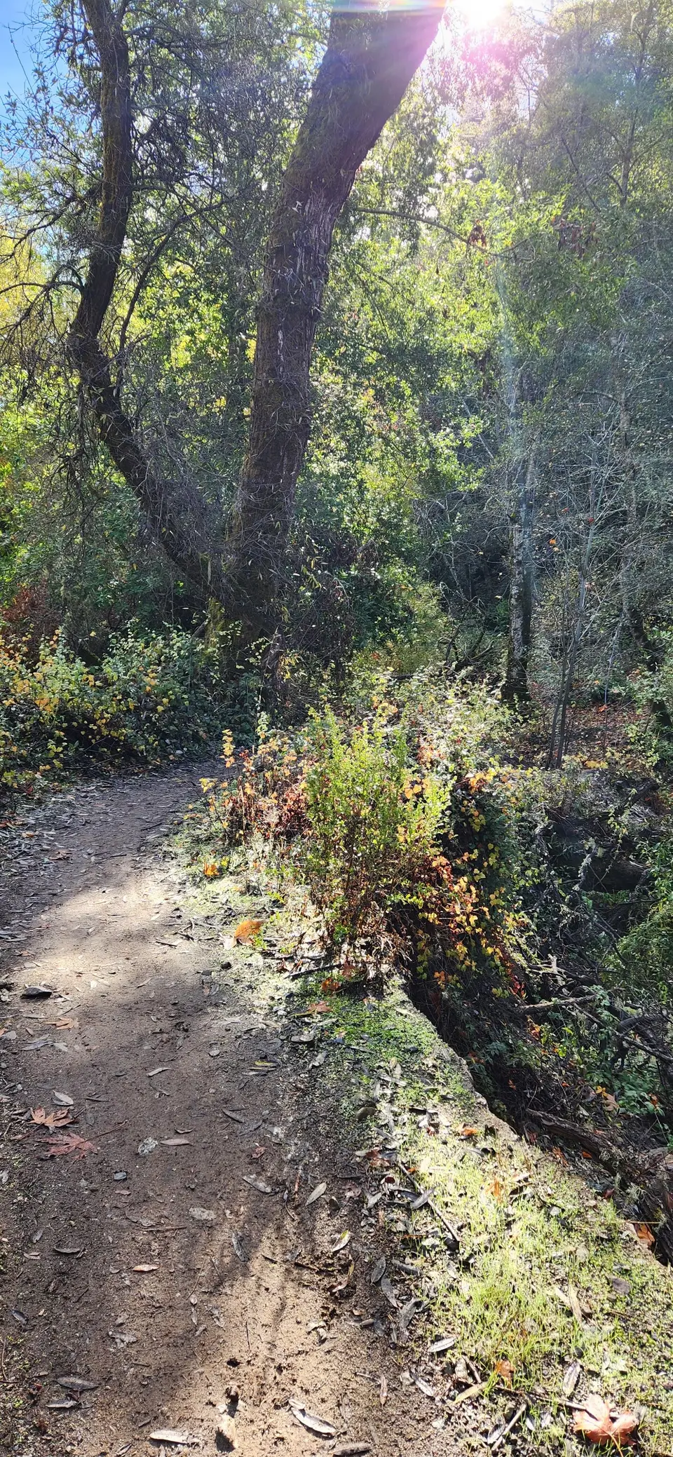 Stevens Canyon Trail