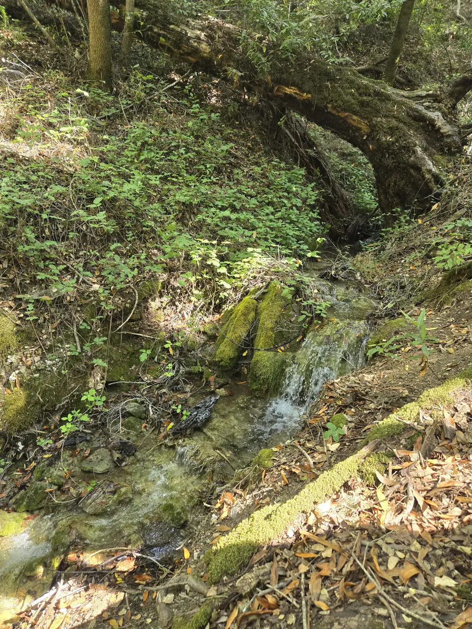 Monte Bello Open Space Preserve