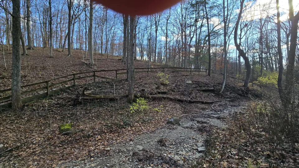 Mt Airy Forest