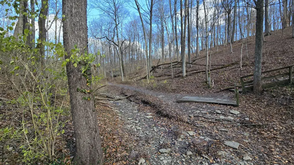 Mt Airy Forest