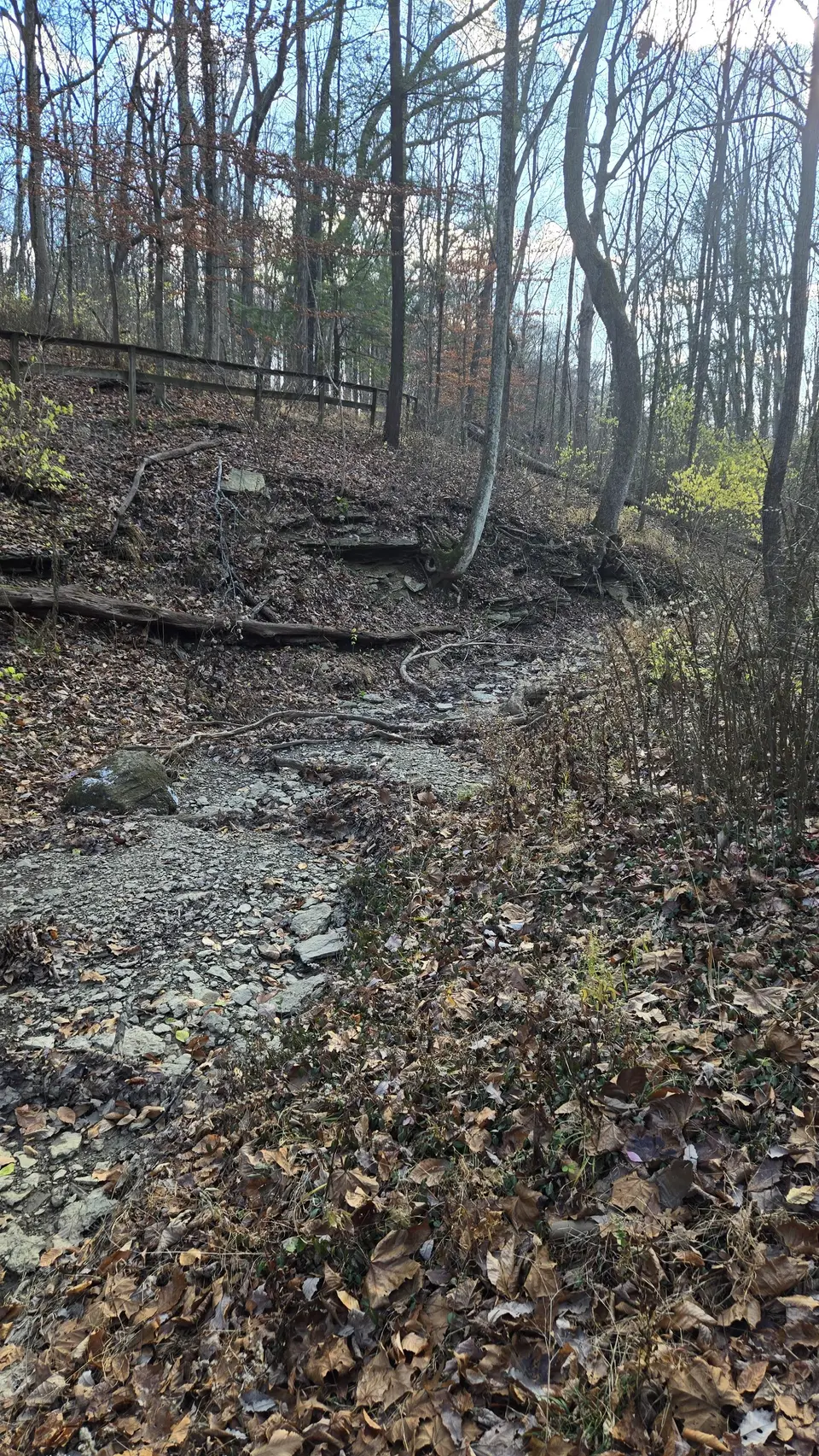 Mt Airy Forest
