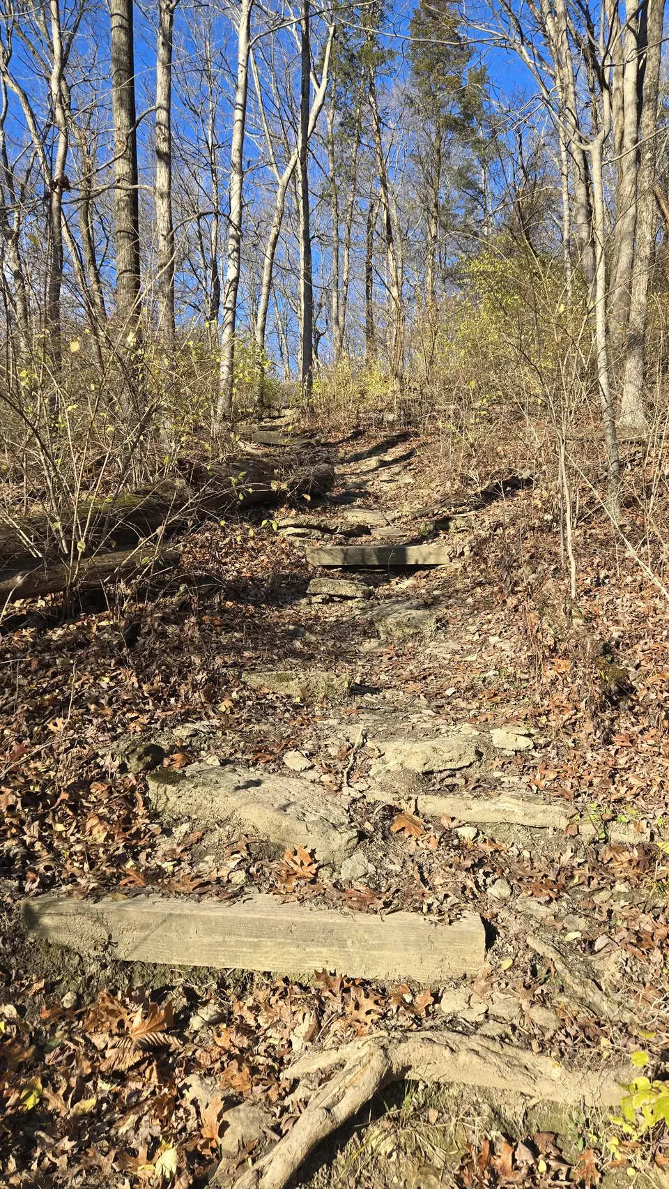 Mt Airy Forest