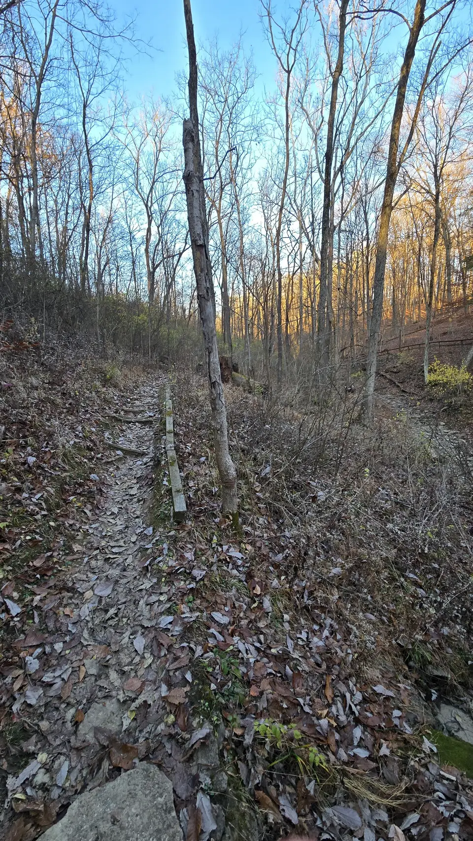 Mt Airy Forest