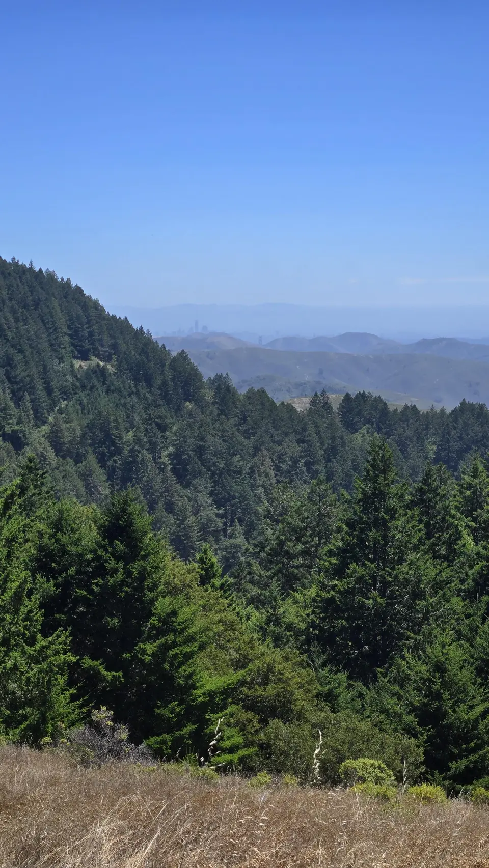 Mt Tam