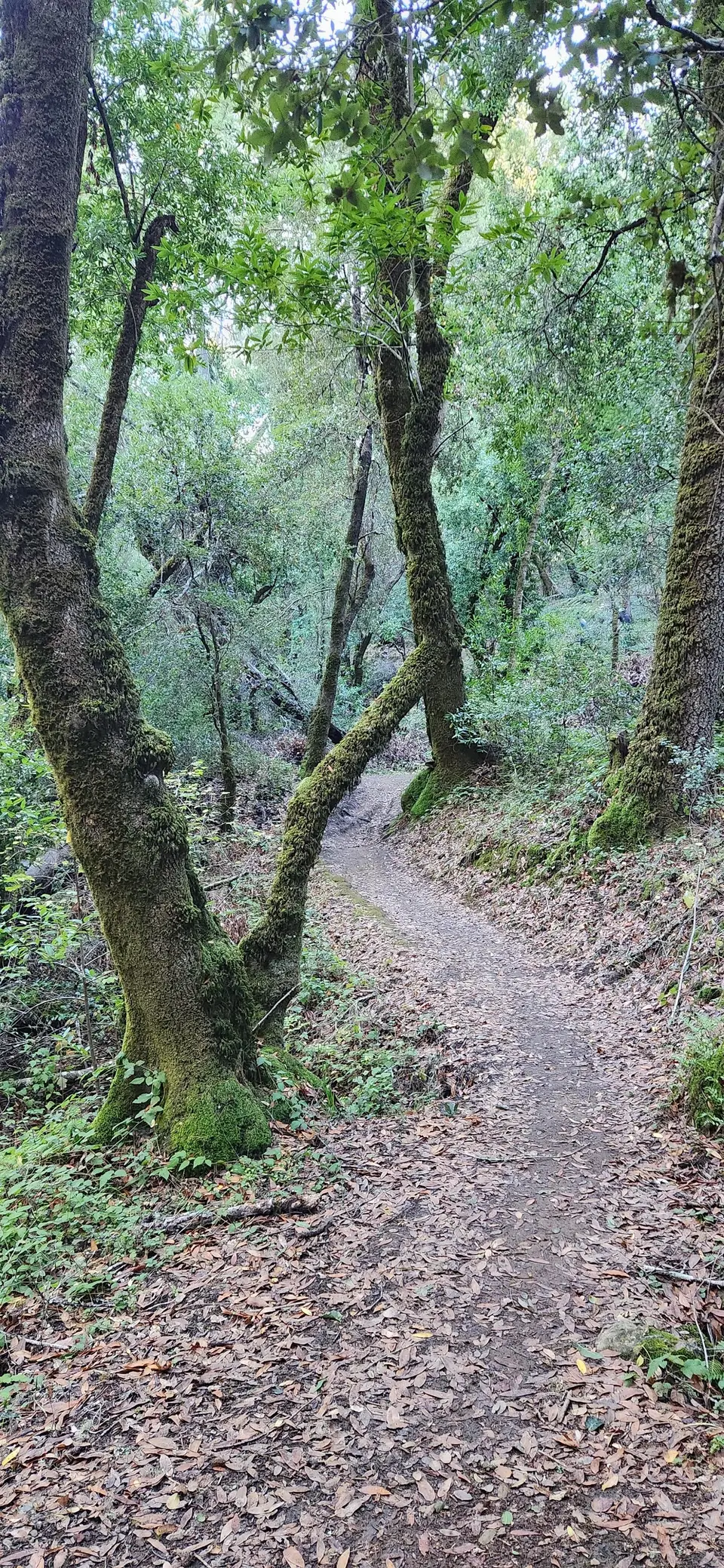 Russian Ridge