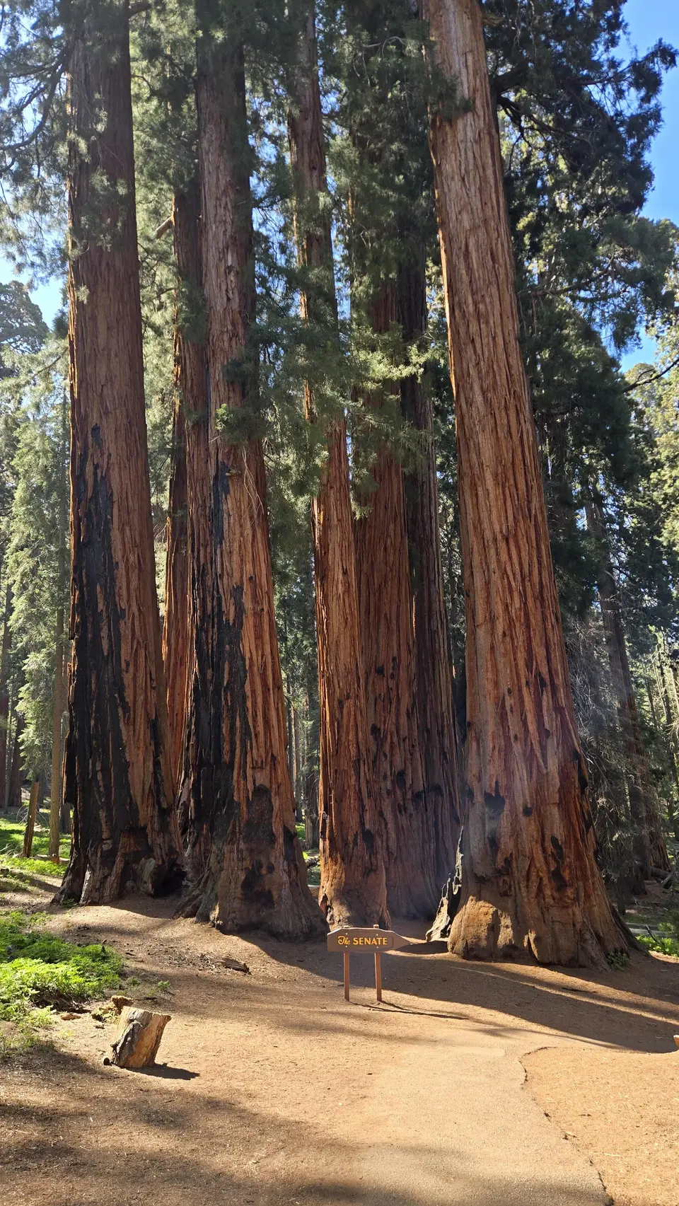 Sherman Tree Loop and Congress Trail