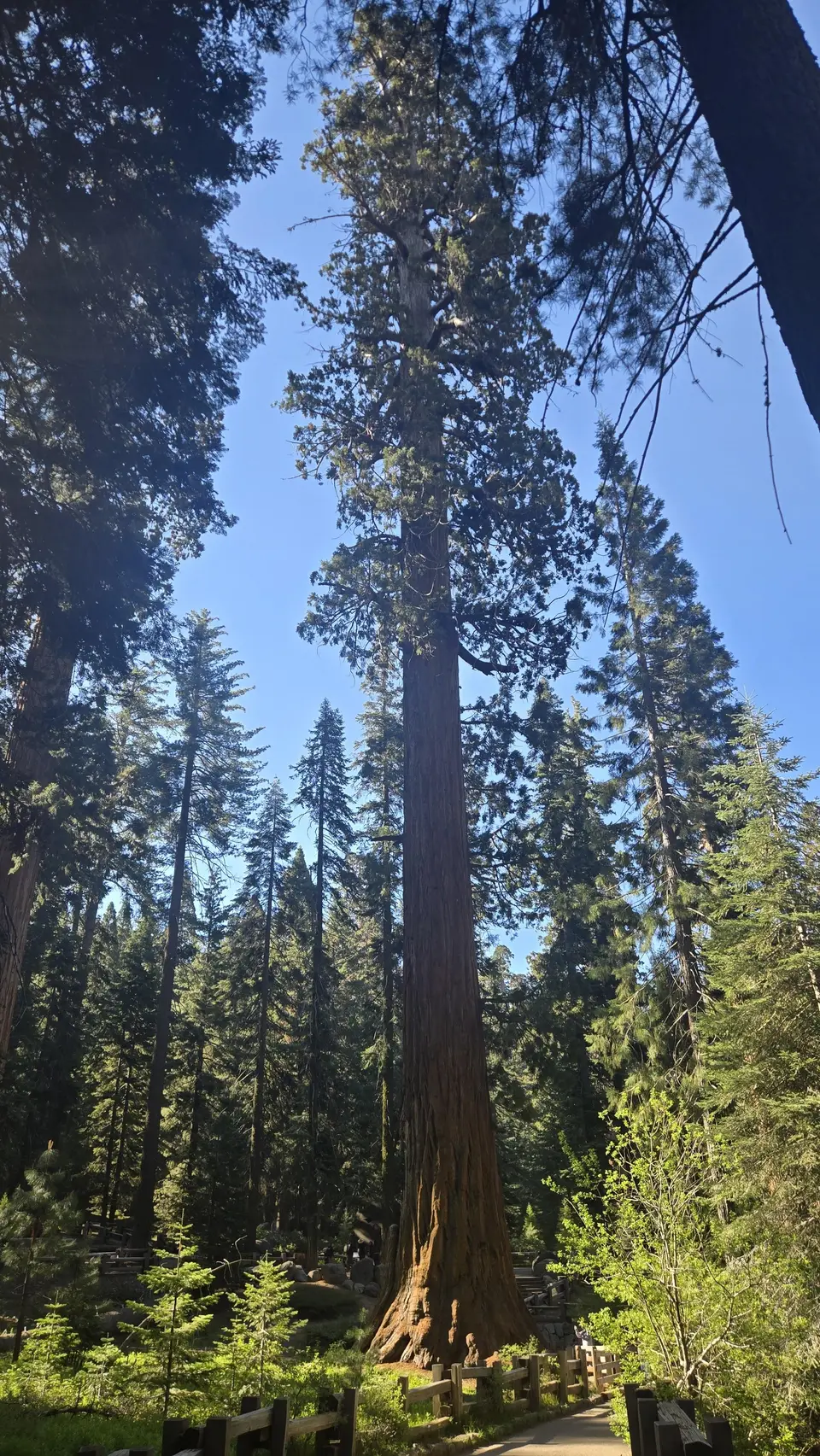 Sherman Tree Loop and Congress Trail