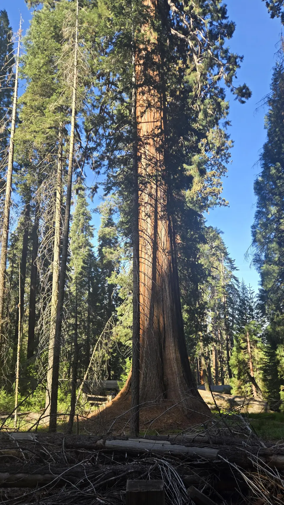 Sherman Tree Loop and Congress Trail